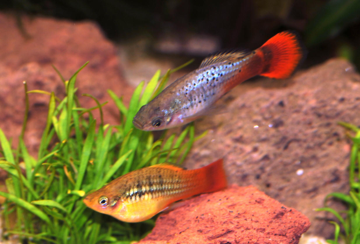 Xiphophorus variatus